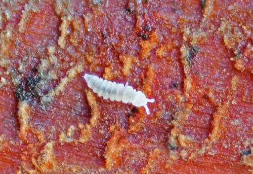 Kalaphorura burmeisteri